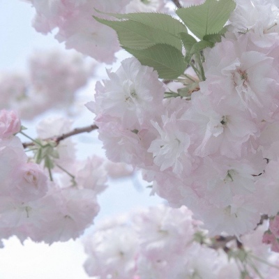 呼兰FurryQQ群介绍